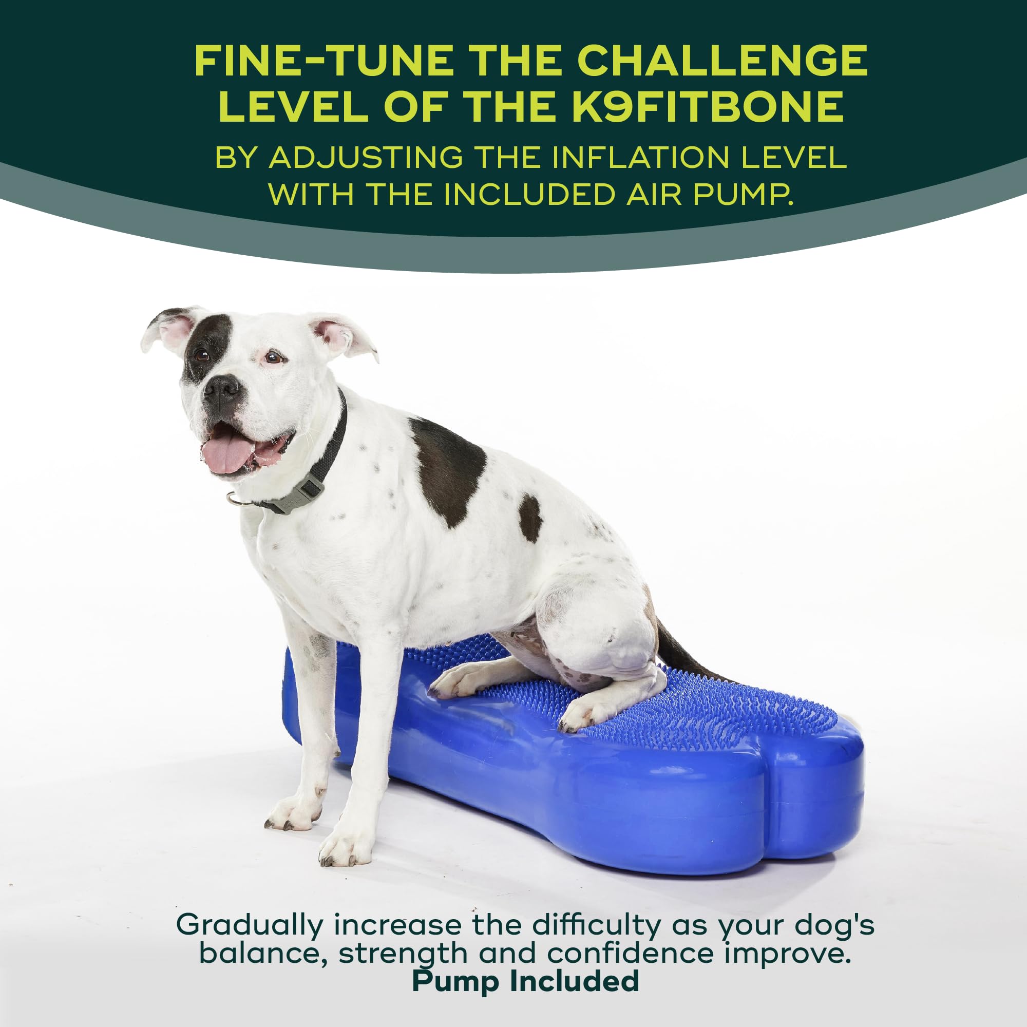 FitPAWS® K9 FITbone CanineGym® ドッグバランス Regular K9FITbone Dog Balance Training Platform – FitPaws